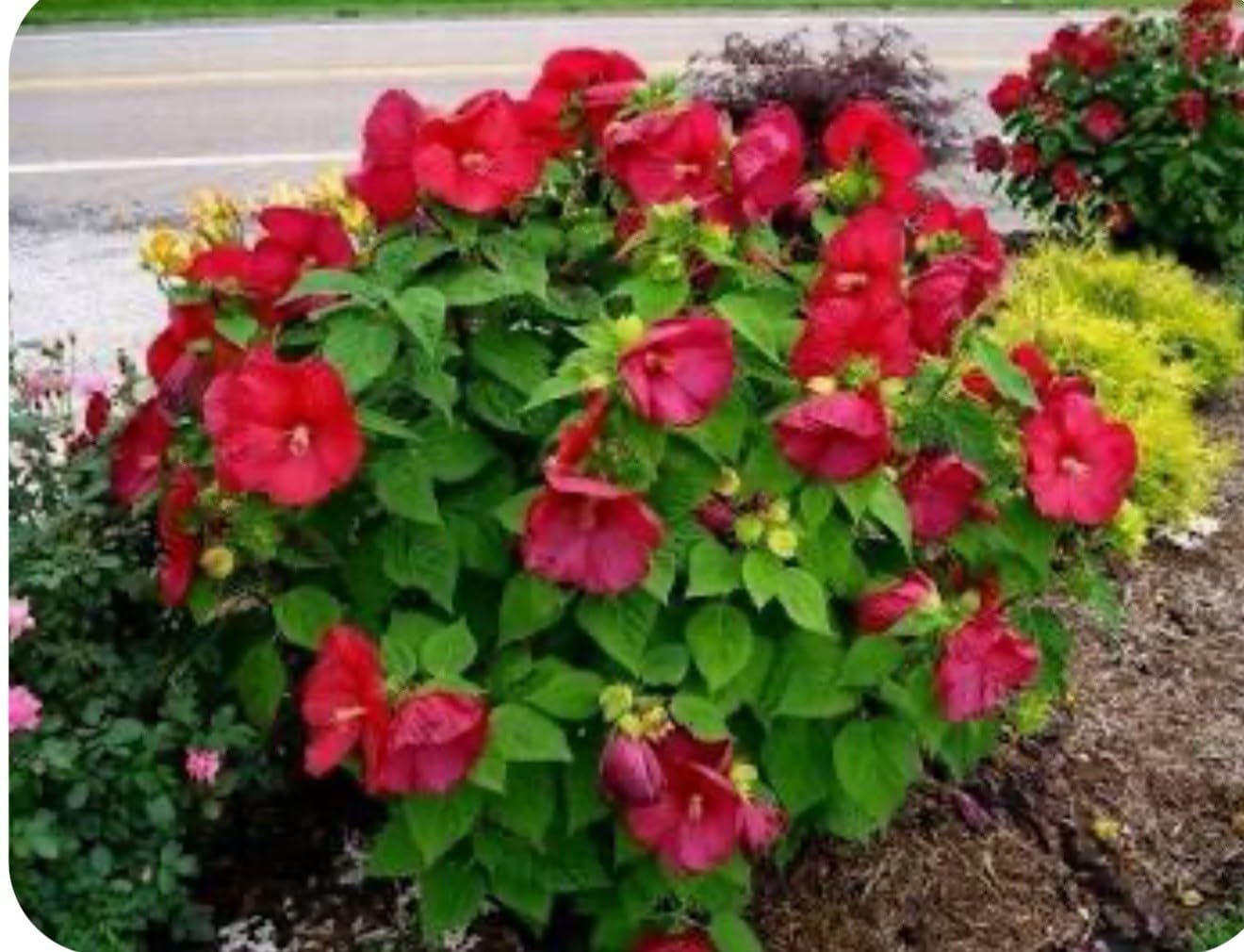 Live Plant - Luna Red Hibiscus moscheutos-Small Rooted Starter Plant-Huge 8-10” Blooms