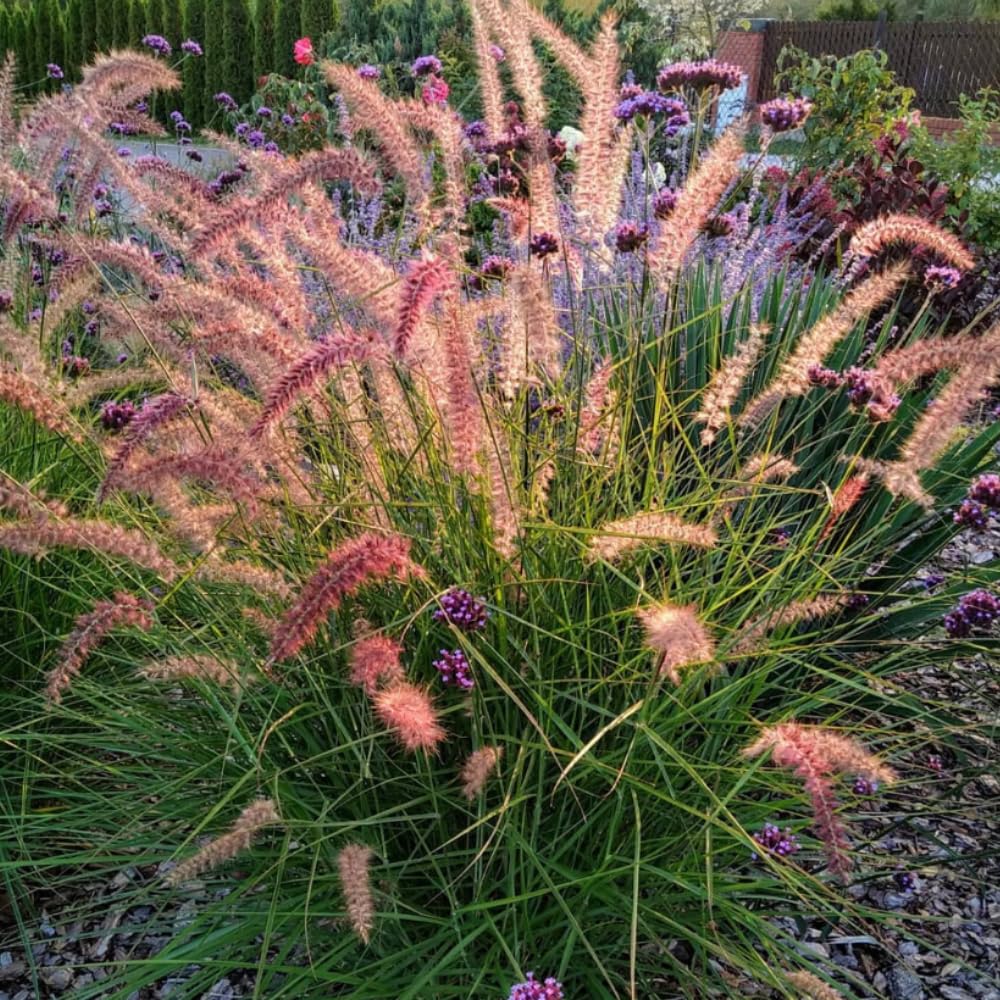 Set 3 Fountain Grass Plants Live Clumps for Planting Your Garden, 4-8 Inch Tall, Ornamental Grasses Live Plants Perennial (Rose Fountain Grass)