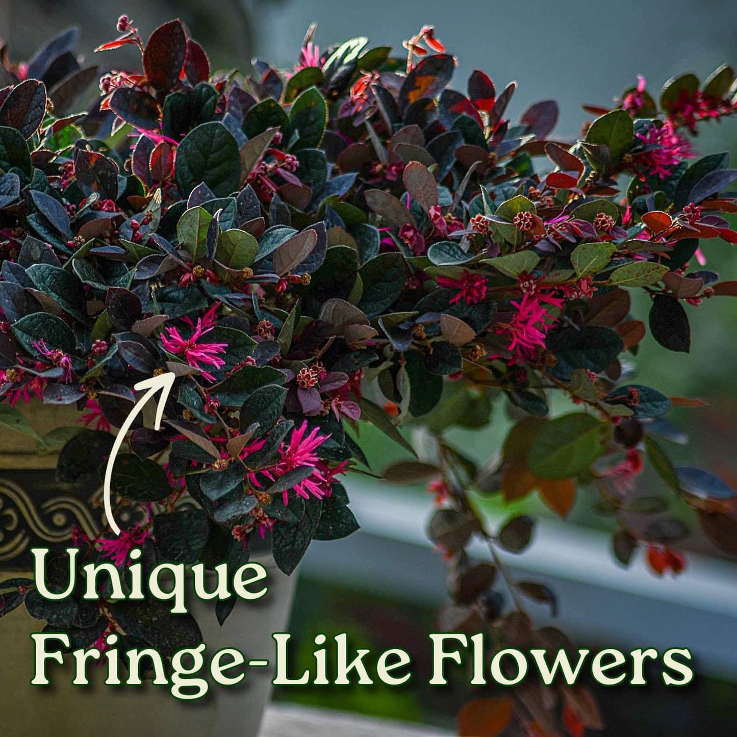 Loropetalum Plant - Plum Delight - Live Tropical Foliage Plant - Overall Height 20" to 24" - Tropical Plants of Florida (Plant Only)