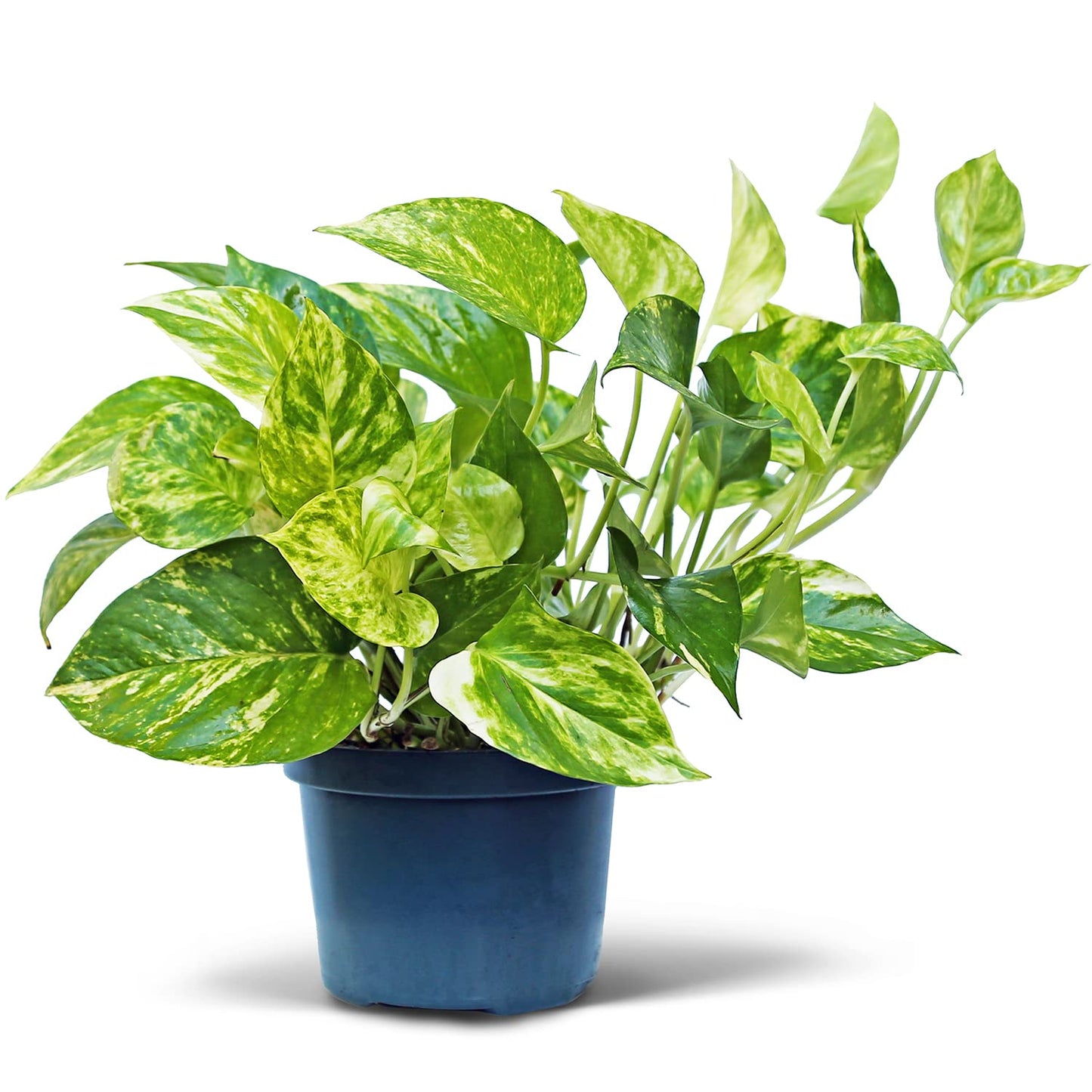 Live Golden Pothos Vine Plant in 6 Inch Pot, Epipremnum Aureum Indoor Houseplant with Trailing Variegated Foliage