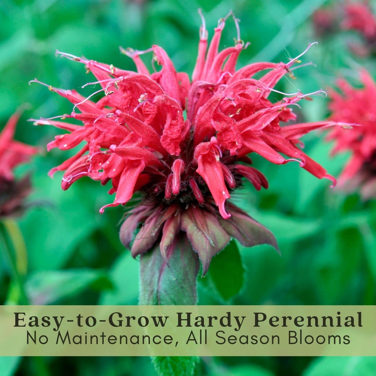 Clovers Garden Bee Balm Jacob Kline (Monarda) Plants – Two (2) Live Plants – Non-GMO - Not Seeds - Each 4" to 8" Tall – in 4" Inch Pots – Hardy Flowering Perennial, Pollinator Favorite (Jacob Kline)