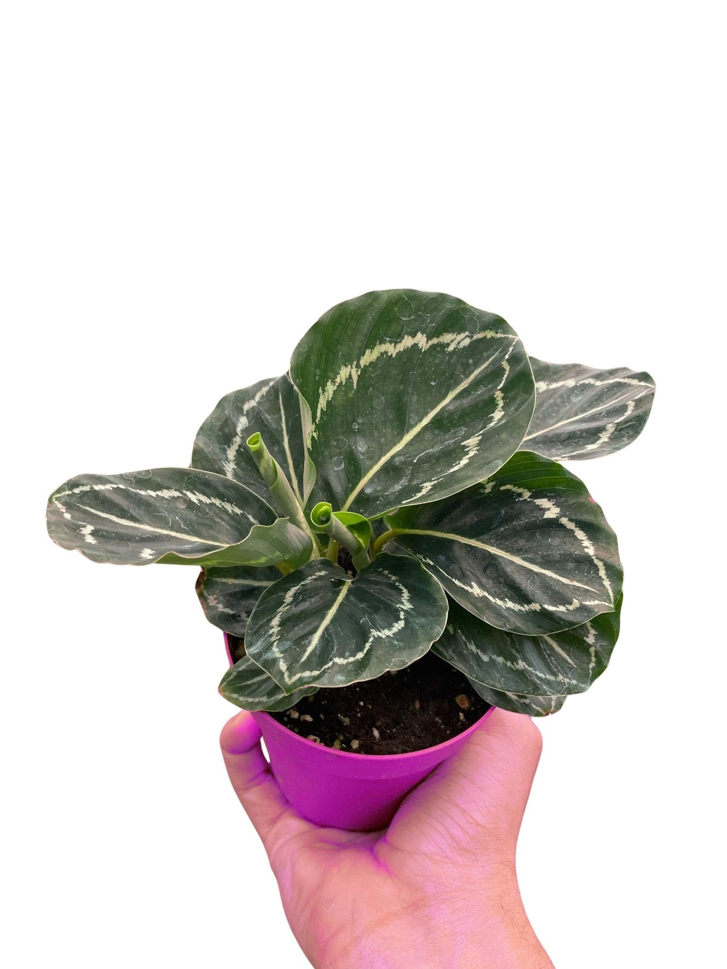 Calathea 'Green Goddess' in 4in Pot - Live Tropical Houseplant - Easy to Grow | Air Purifying | Pet Friendly | Variegated | USA Growers | The Snobby Leaf