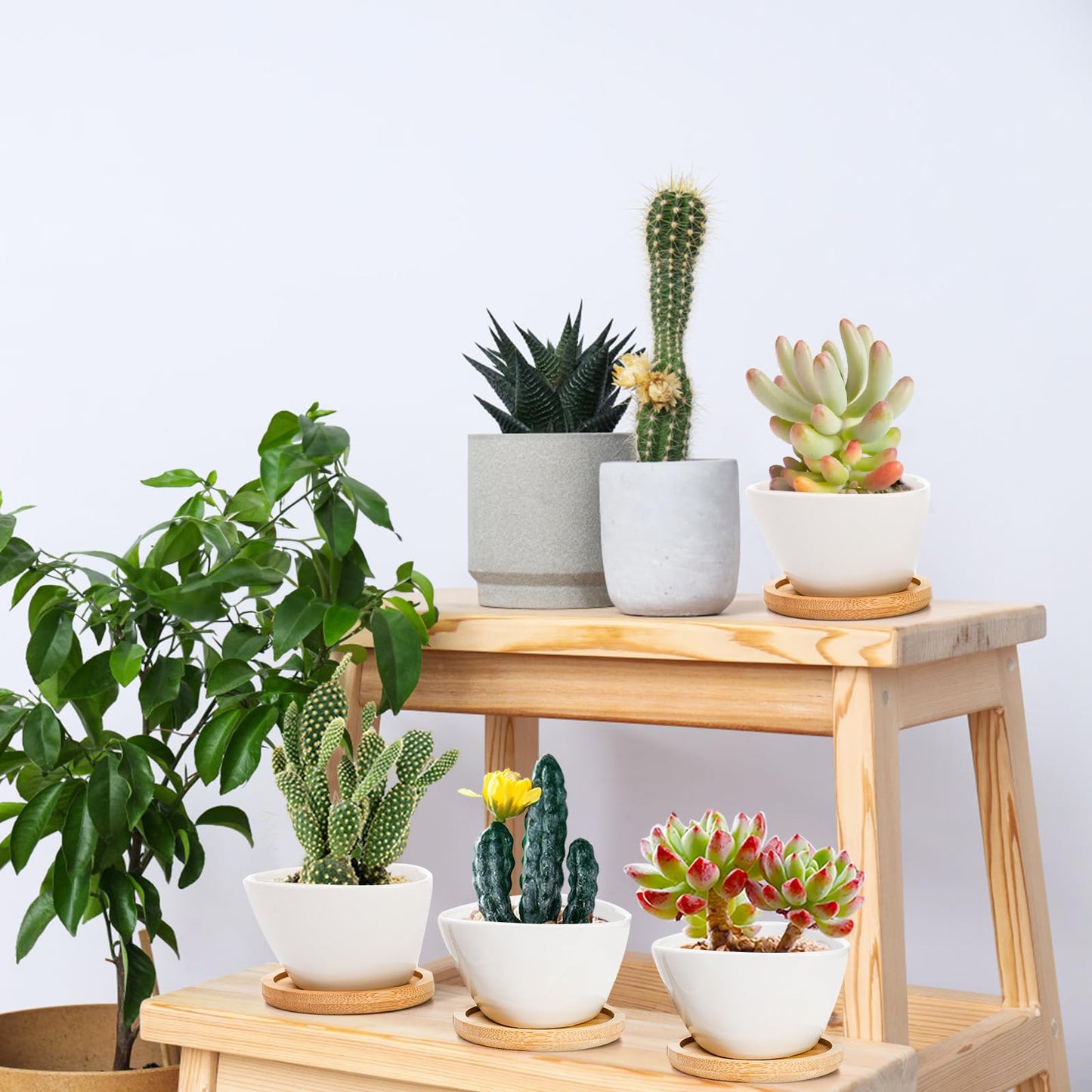 Foraineam 12 Pack Mini Succulent Planter Pots, Small Ceramic Cactus Planters White Plant Flower Pots with Bamboo Tray for Herbs, Seeds, Beans, Cacti, Succulents