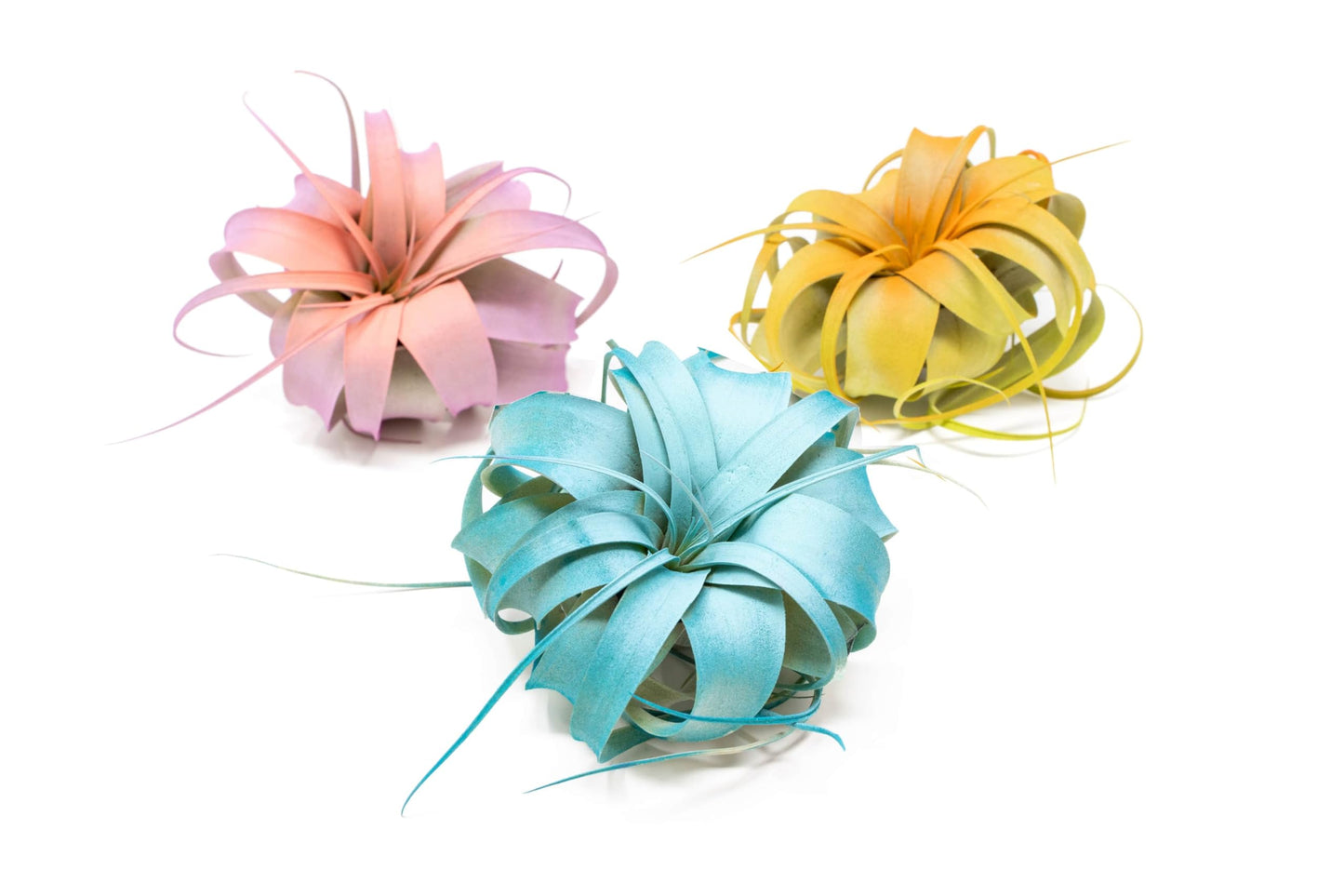 Colorful Mini Tillandsia Xerographica Air Plants in Custom Vibrant Tones - (Frost, Pack of 3)