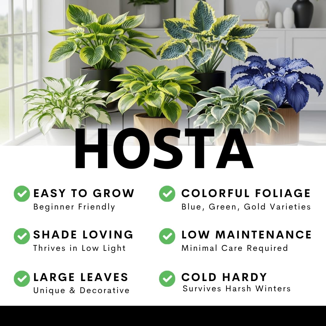 6 Mixed Color Hosta Plants for Growing - Growers Choice, Easy to Grow Hosta Root Stock (6 Hosta Roots)