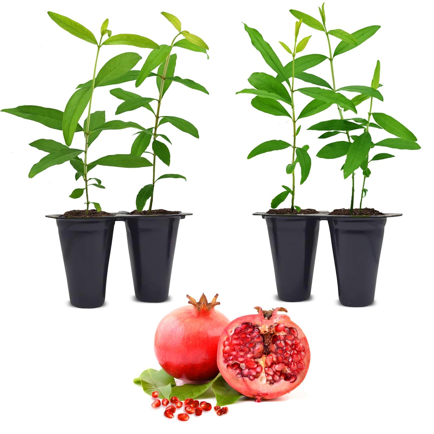 Pomegranate Salavatski Live for Sale (4 Pack) | Easy to Grow Plants | Edible Fruit Plant for Sustainable Living | Grow Your own Food on Your Edible Organic Garden| Live for Planting| 2 inch Pot