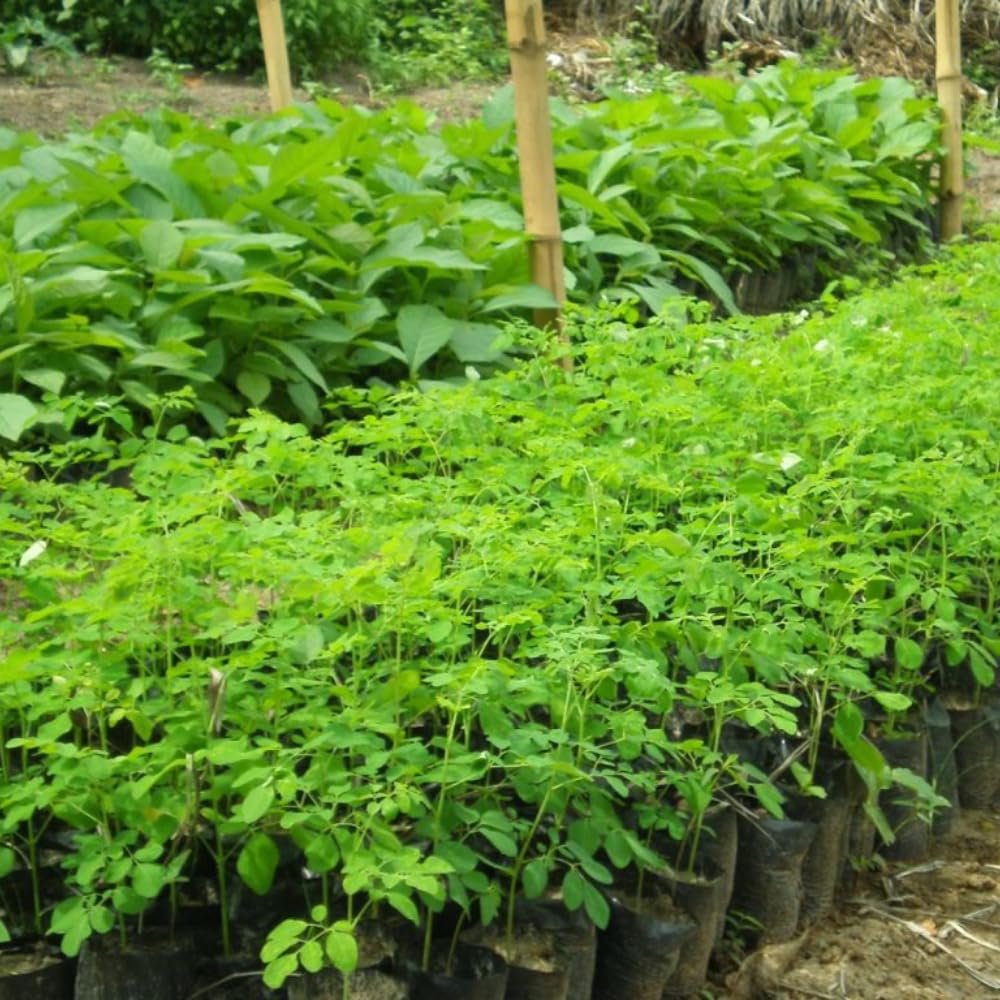 Dwarf Moringa Tree Plant Live, Moringa Oleifera Tree, Malunggay Plant Live for Planting, Drumstick Malunggay Live, in 4" Pot