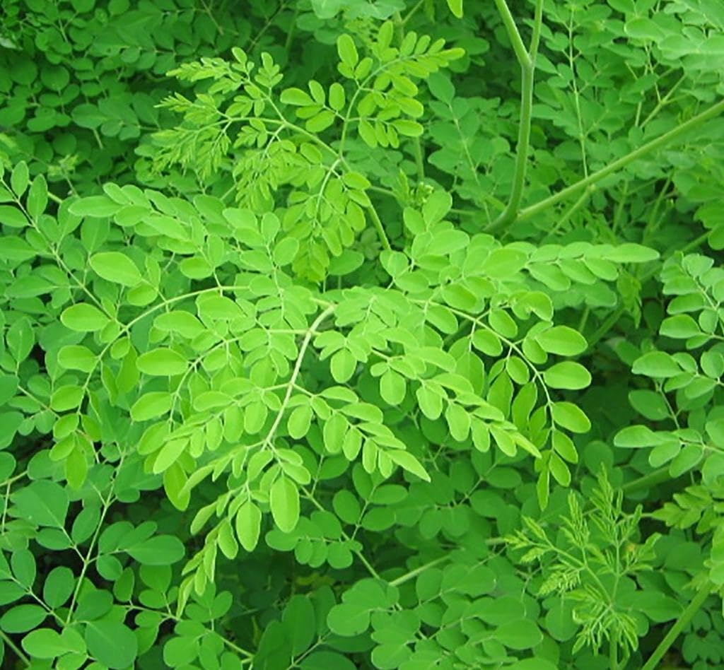 Live Plant - Moringa Oleifera Tree - 6-10" Tall - Drumstick/Horseradish/Benzolive Live Plant