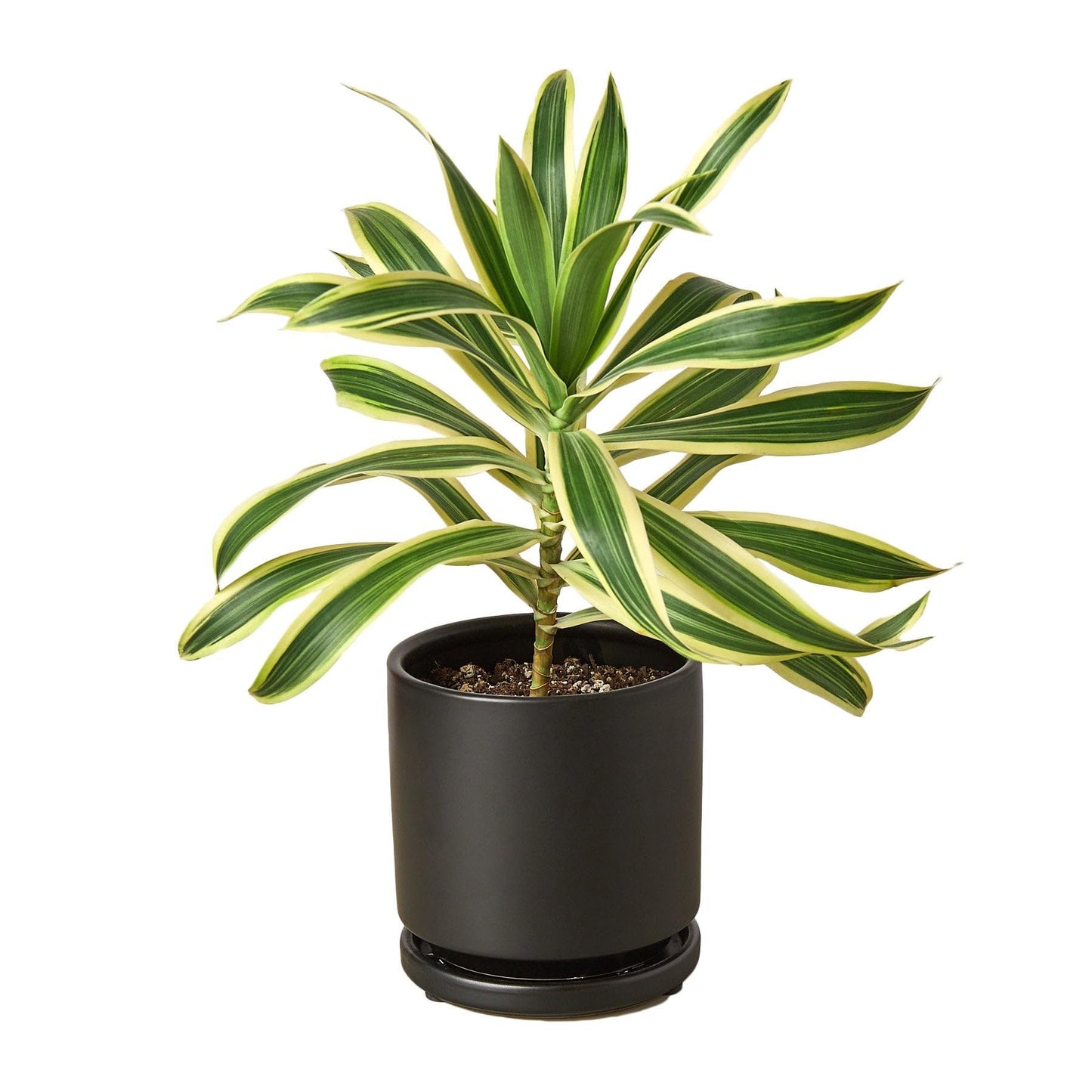 5 Pack Dracaena 'Song of India' in 6in Pot - Live Plants Tropical Houseplants | Variegated | USA Growers | The Snobby Leaf