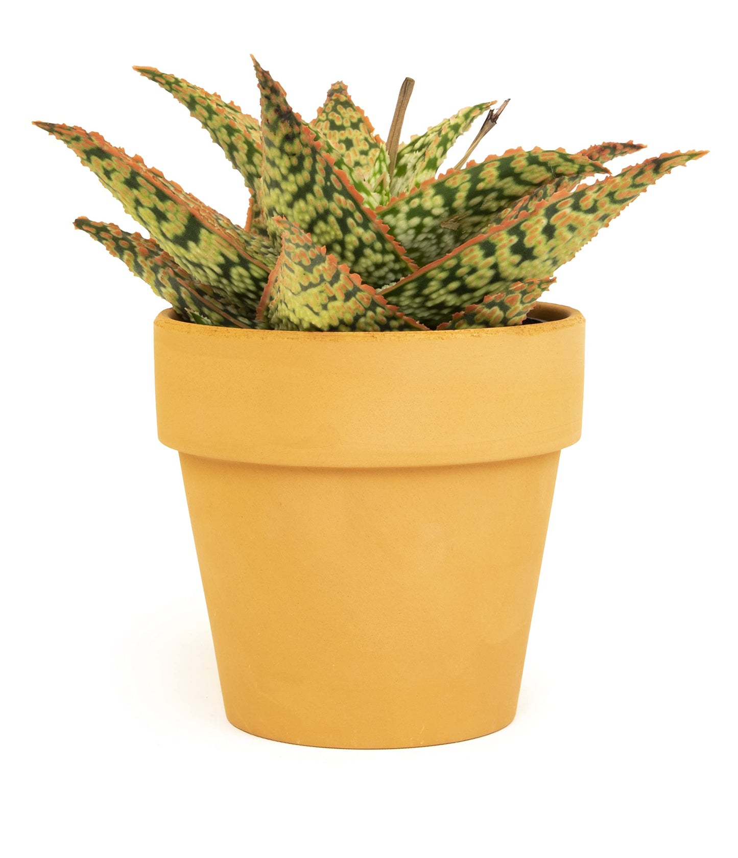 Live Aloe Plant Succulents, Star Aloe Plants Live in Clay Pots for Plants, Succulents Plants Live in Potting Soil, Potted Succulents Live Plants, Cactus Plants Live Succulent Plants by Plants for Pets