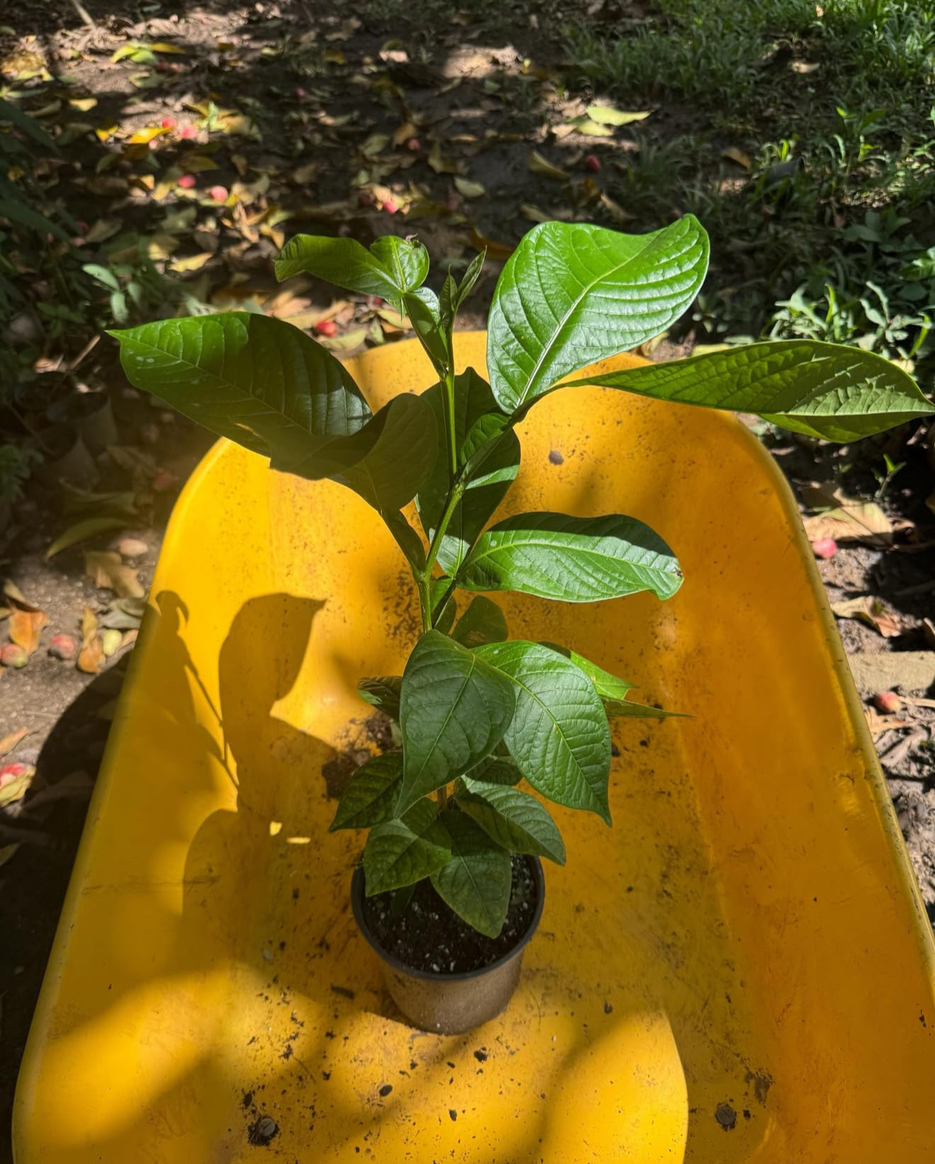 Big Jumbo Ice Cream Bean Tree (inga edulis) Guama Machete Tropical Fruit Live Tree Machete guama