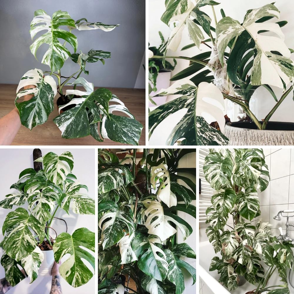 Philodendron Plant Live, Rare Tropical Variegated Live Indoor Houseplant, Starter Plants No Pot, 5-9" in Tall (Monstera Thai Constellation)