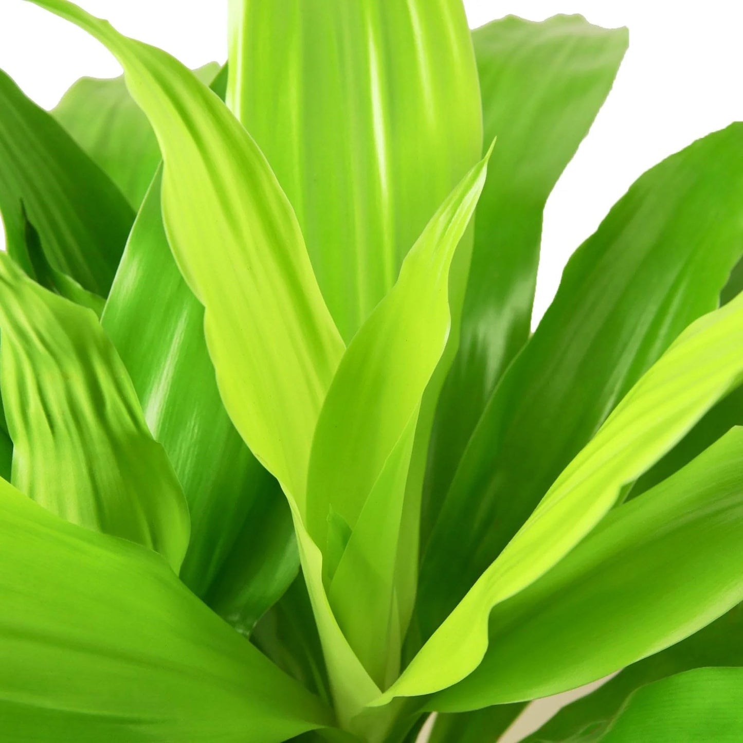 9 Pack Dracaena 'Lime Light' in 6in Pot - Live Plants Tropical Houseplants | Variegated | USA Growers | The Snobby Leaf