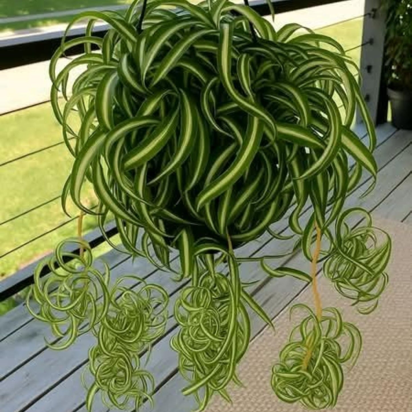 Curly Spider Plant, Variegated Spider Live House Plant, 2-4 Inc Tall, Indoor Outdoor Planting, No Pot