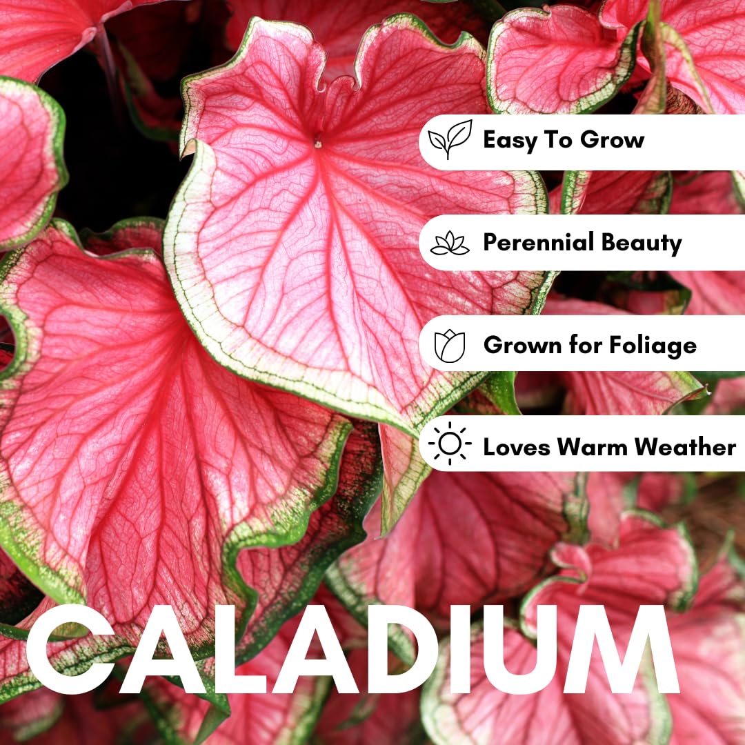 6 Crimson Sky Caladium Bulbs – Fancy Perennial Elephant Ear Plants for Shade Gardens, Containers, and Tropical Foliage Display - Bold Tropical Color (6 Bulbs)