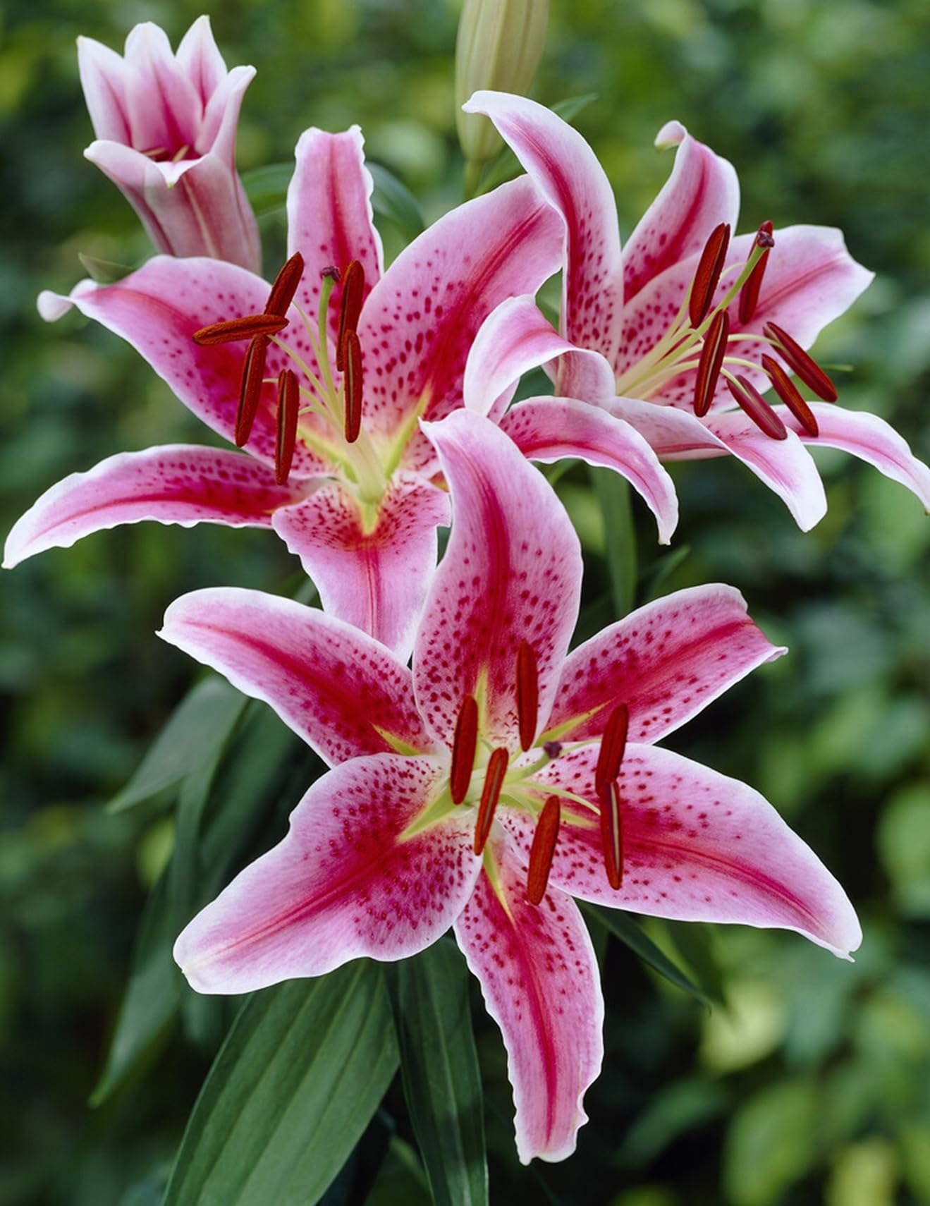 Stargazer Lily Bulbs for Planting – Fragrant Pink & White Oriental Lily Flowers – Hardy Perennial Summer Blooms – Large Showy Garden Lilies (3 Bulbs)