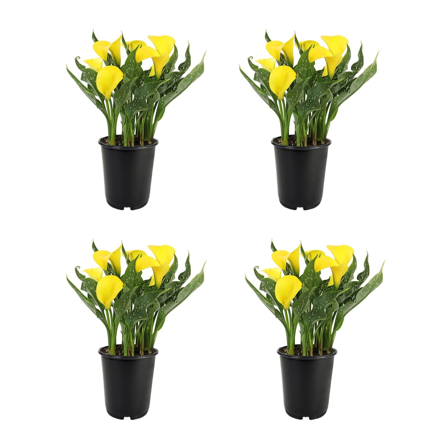 Calla Lily Plants Live Plants for Garden (4 Pack), Yellow Flowers for Delivery Prime, Potted Flowers for Garden Flowers Live Plants Outdoor Plants Live Houseplants, Calla Lily Bulbs by Plants for Pets