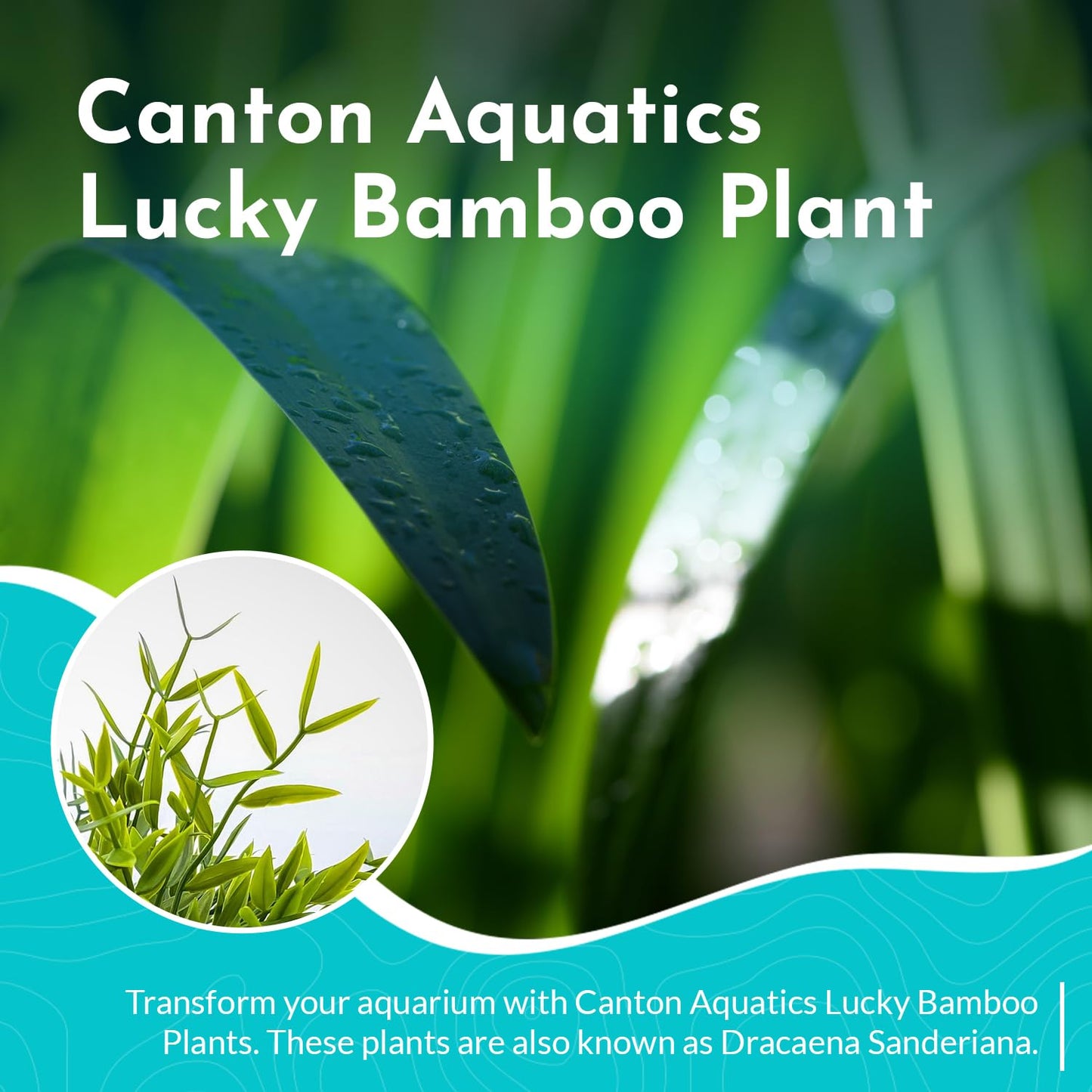 Canton Aquatics Lucky Bamboo 5 Pack - 8 Inches Tall Bamboo Plant, Real Plants Indoor Decor, Perfect Small Plant for Home and Office, Live Bambu, Easy to Grow Dracaena Sanderiana