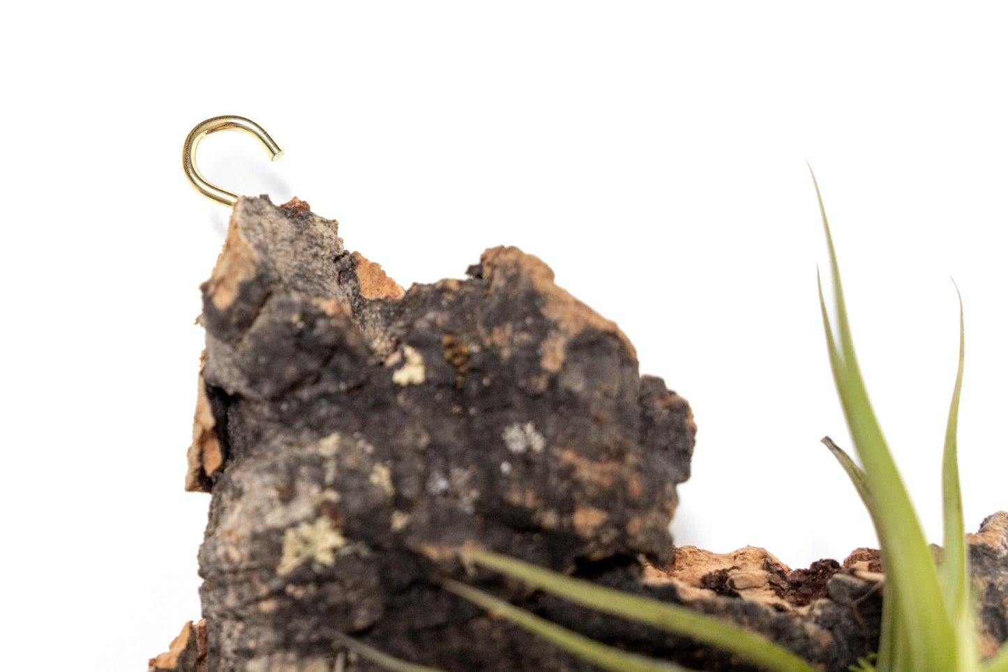 Air Plant Shop Fully Assembled Air Plant Cork Bark Displays - Wholesale and Bulk - Succulents - Live Tillandsia - Easy Care Indoor and Outdoor House Plants (Chunk)