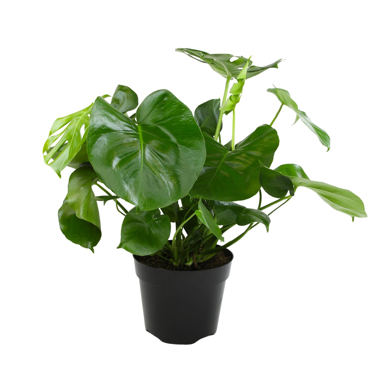 Monstera Deliciosa Live Plant (Approx. 2 ft Tall) in 8IN Grower Pot, Air Purifying Plants Indoor Plants Live Houseplants, Monstera Plant Live Plants Indoor House Plants by Plants for Pets