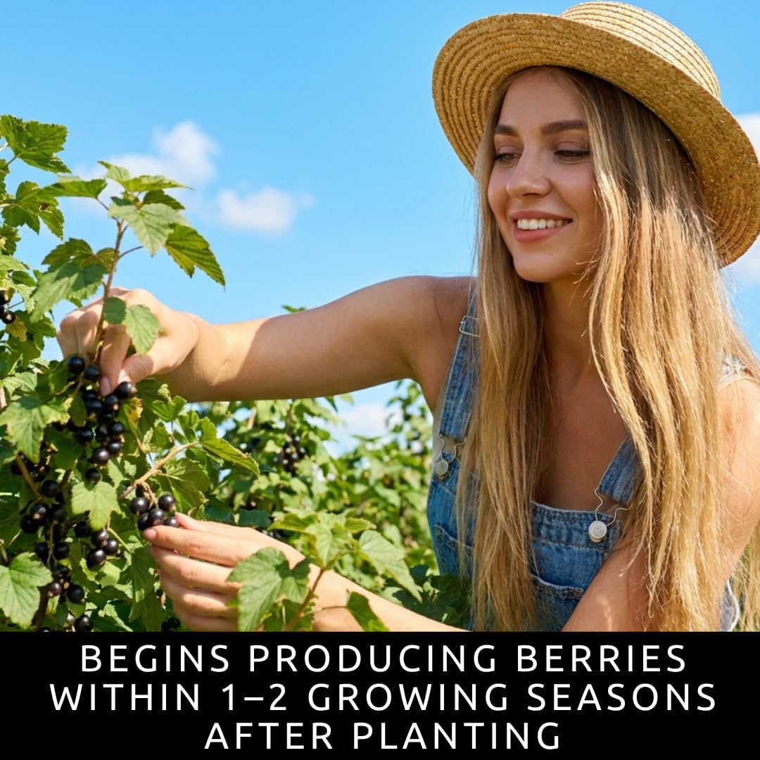 3 Black Currant Plants Live Seedlings | Edible Berry Bushes | Cold Hardy Fruit Shrubs | Outdoor Garden Planting | Backyard Landscaping (3 Seedlings)