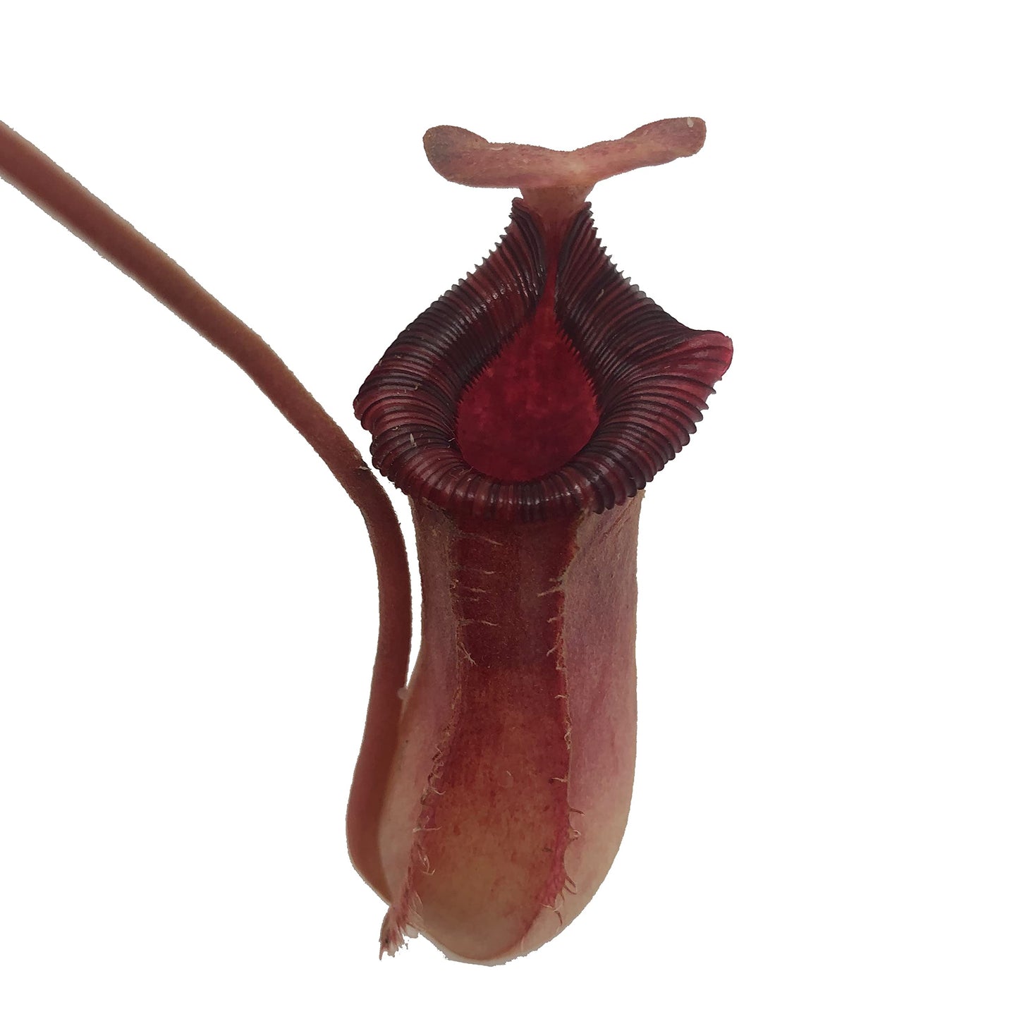Nepenthes 'Briggsiana' (N.Lowii x N.Ventricosa Red) Tropical Carnivorous Pitcher Plant in 3" Pot