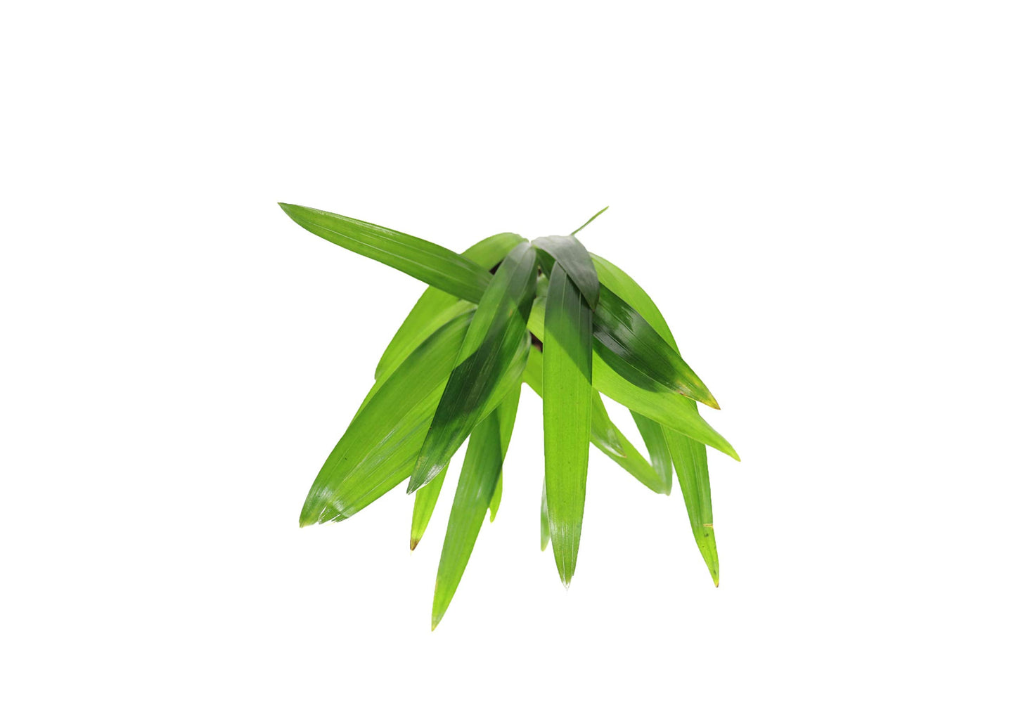 Areca Palm (Golden Cane Palm) - 3'' from California Tropicals