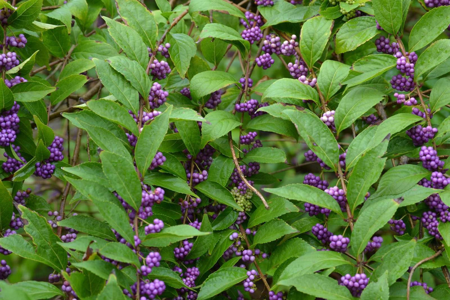 Live Plant - American Beauty Berry Bush/Shrub - 6-12" Tall Seedling - Live Plant - 4" Pot