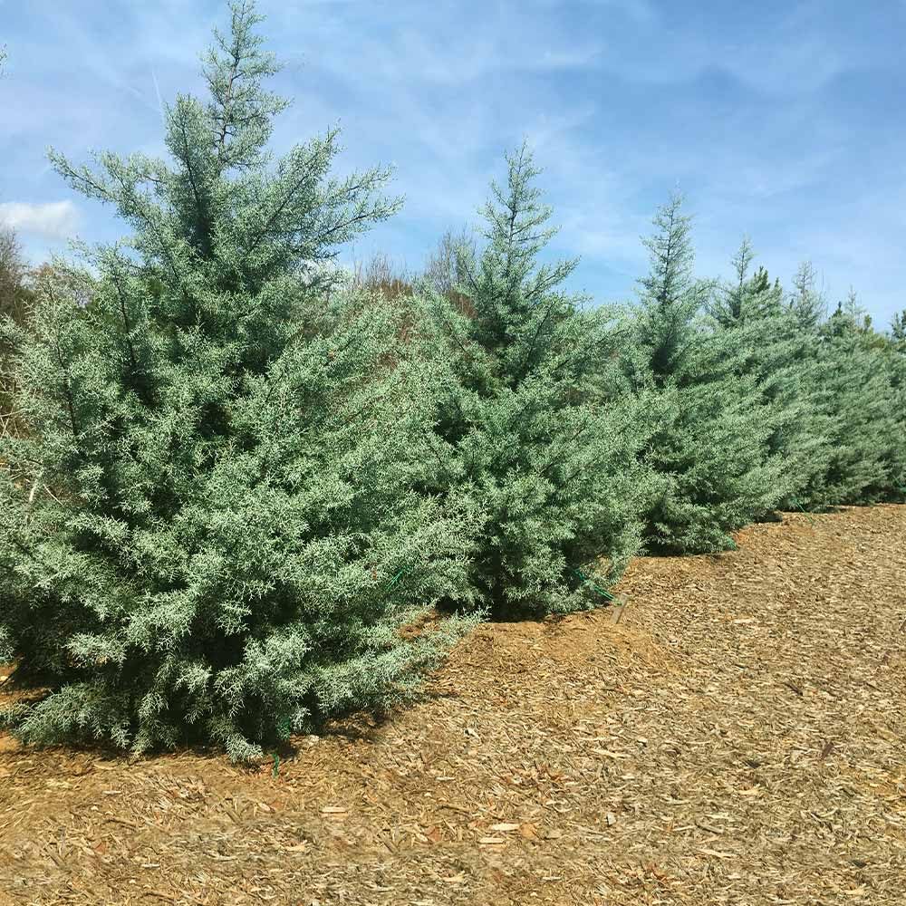 Brighter Blooms - Carolina Sapphire Cypress Tree, 1-2 ft. - No Shipping to AK, AZ, HI