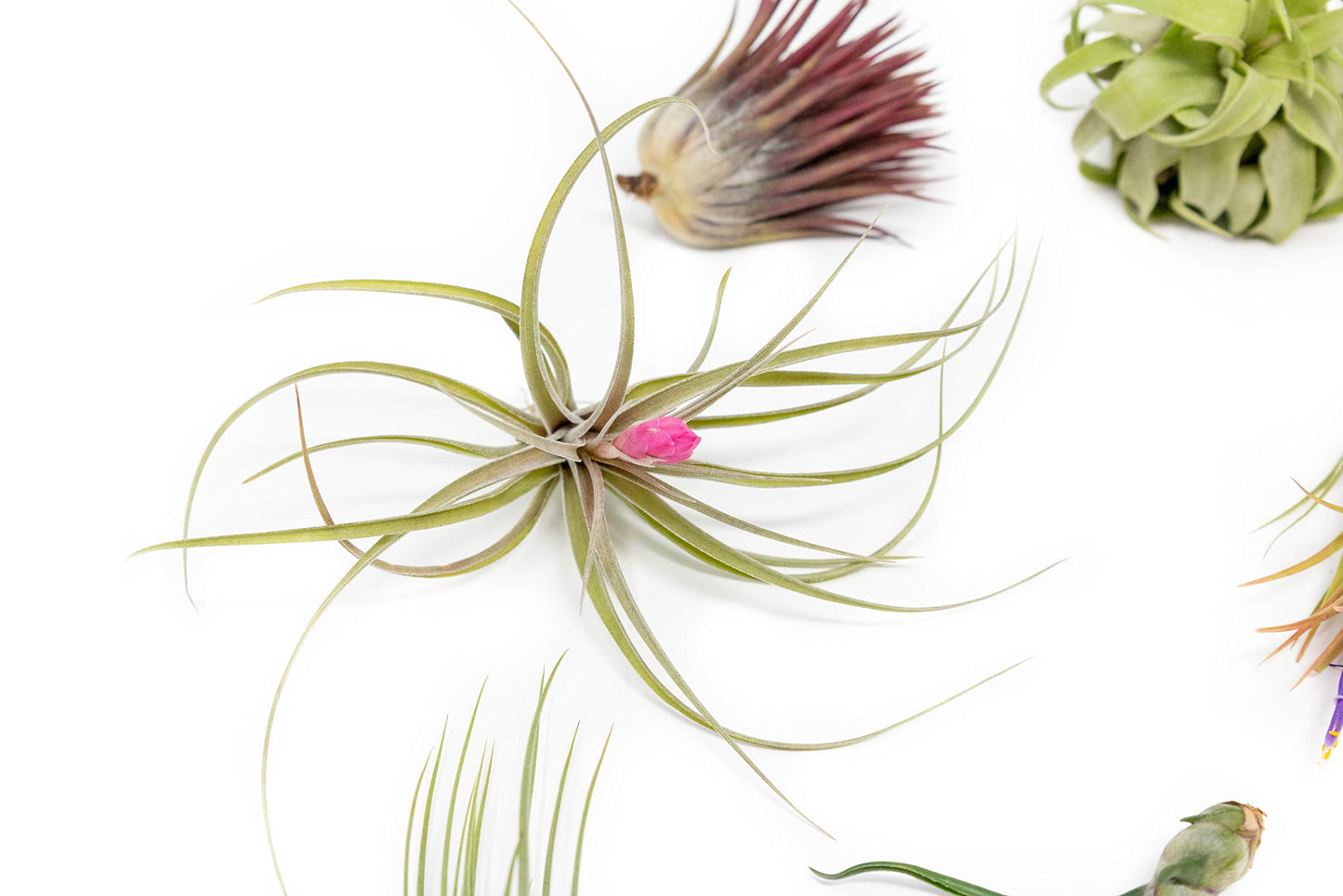 Grab Bag Pack Small & Medium Air Plants - Fertilizer Packet - Wholesale - Bulk - Live Tillandsia - Easy Care House Plant - Succulents, 10 Count (Pack of 1)