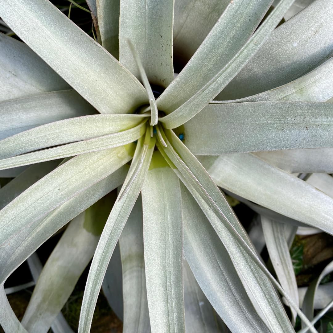 XL Xerographica Air Plants, Live Tillandsia House Plant, 5"-7" Wide, The King of Tillandsias, Easy Care Indoor and Outdoor, Great Gift, Healthy Arrival Guaranteed