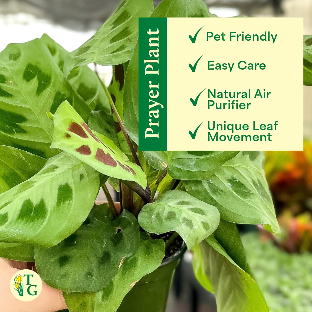 Thorsen's Greenhouse Green Prayer Plant, Live Indoor Plant, Pet Friendly, Uncommon Houseplant, Green Maranta, Easy to Grow, 4" Diameter Pot (Lavender)