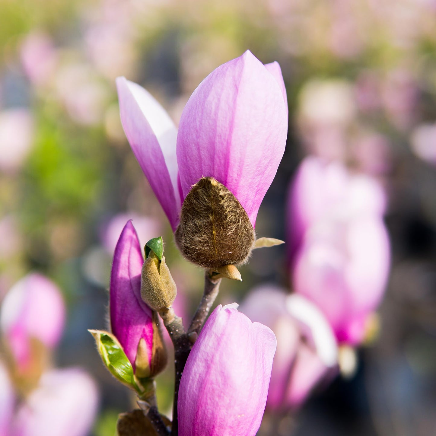 Perfect Plants Jane Magnolia Live Plant, 1 Gallon, Includes Care Guide