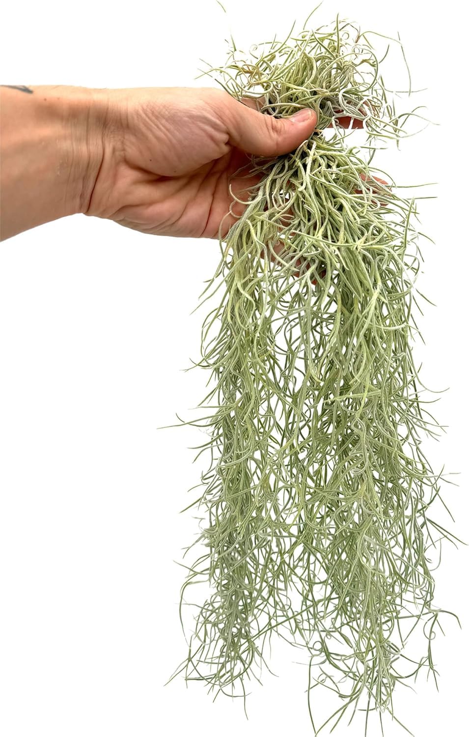 ragnaroc Tillandsia Usneoides ‘Thick-Colombian Spanish Moss’ - ragnaroc Indoor Tropical Plant 16” / 3 oz - Live Arrival Guaranteed - Live Air Plant & House Plants for Home Decor & Gift