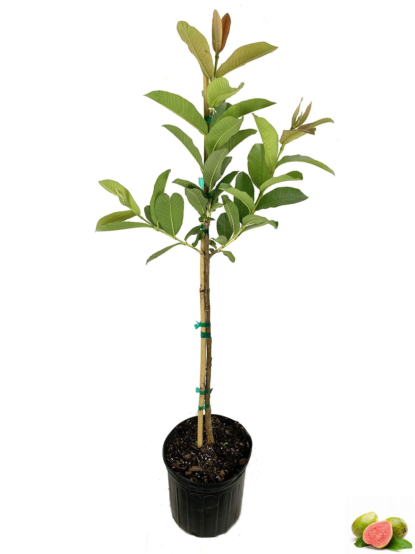 Ruby Supreme Guava Tree - Live Tree in a 3 Gallon Pot - Psidium Guajava 'Ruby Supreme' - Edible Fruit Bearing Tree for Gardens and Patios
