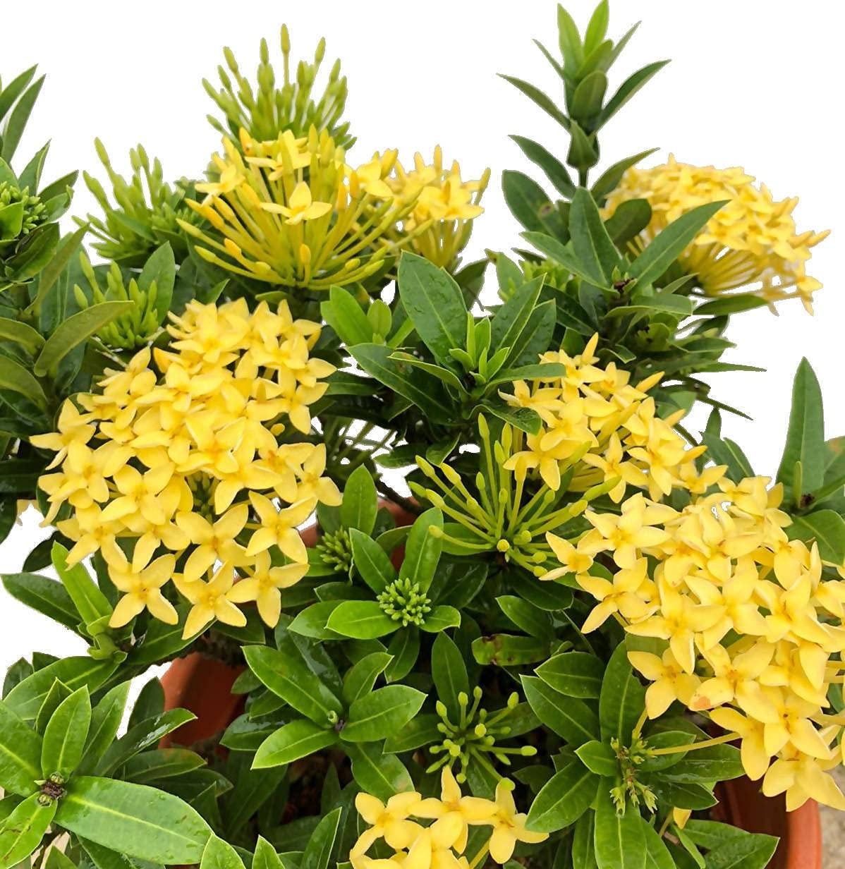 Ixora Maui Yellow | 10 Live Plants | Beautiful Vibrant Blooming Butterfly Attracting Shrub | Coccinea Flame of The Woods Jungle Flame