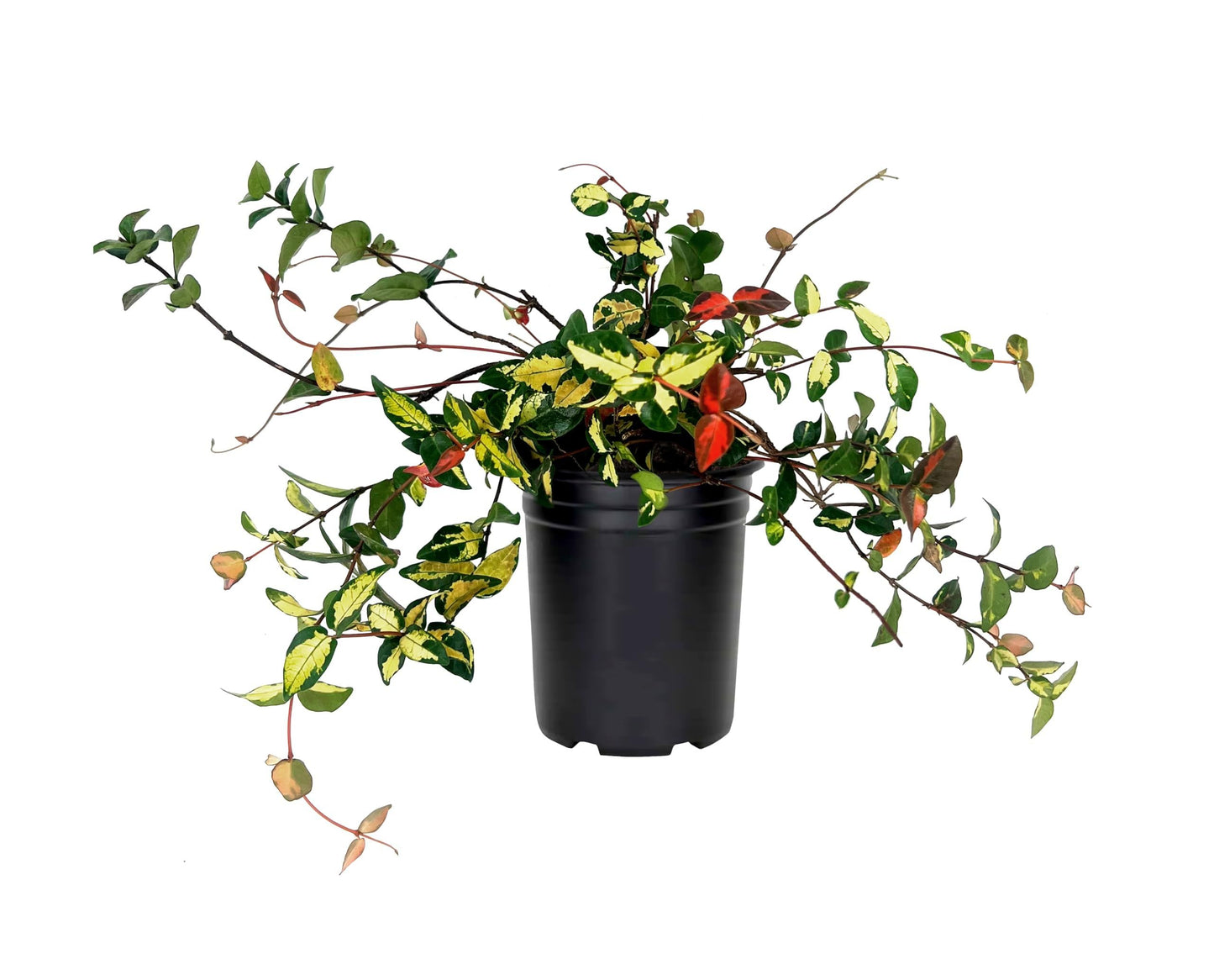 Jasmine Summer Sunset | 10 Live Quart Size Plants | Trachelospermum Asiaticum | Colorful Ground Cover | Ornamental Foliage Plants