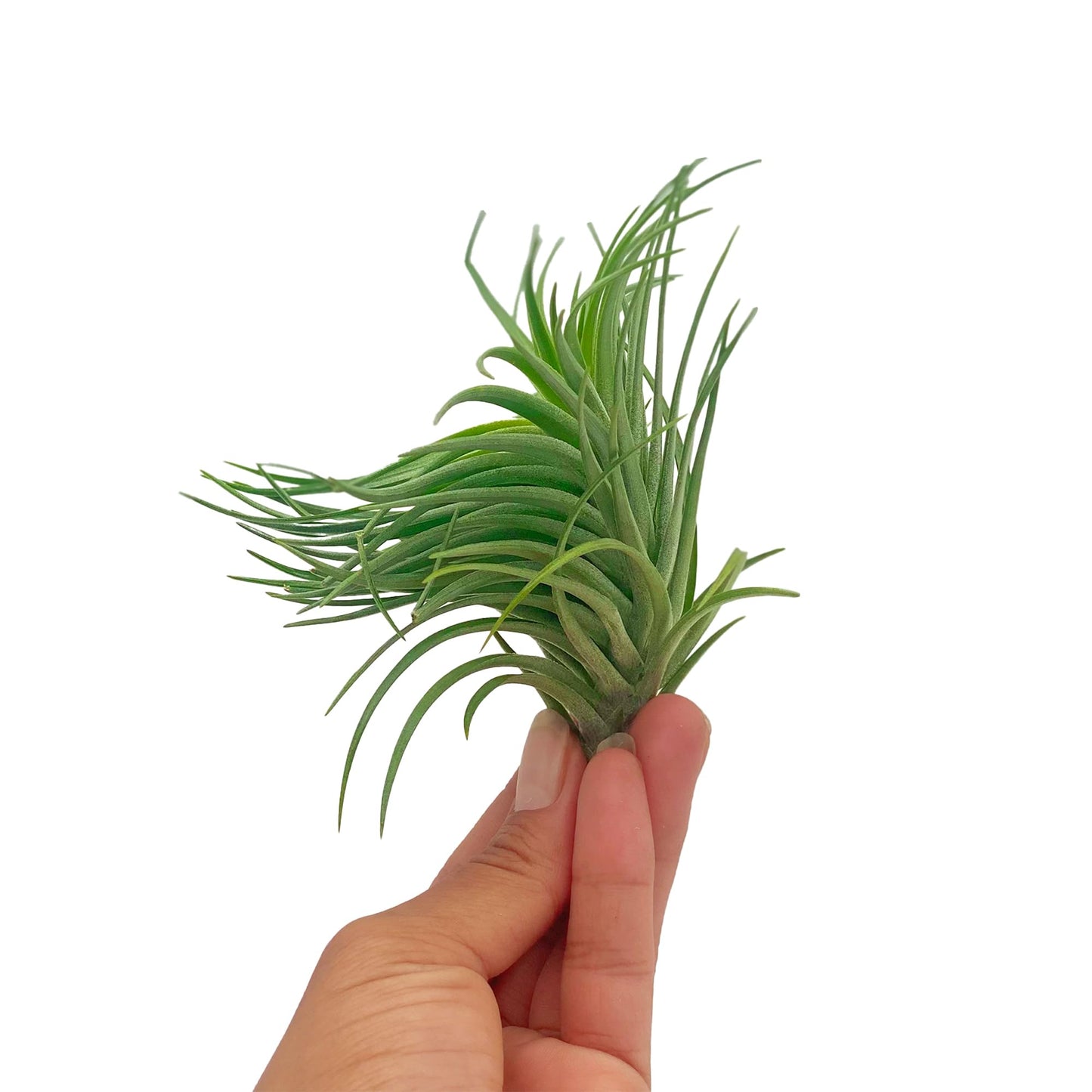 ragnaroc Air Plants - Flowering Tillandsia Pink Paske Large 5" - 3ct - Live Arrival Guaranteed - House Plants for Home Decor & Gift