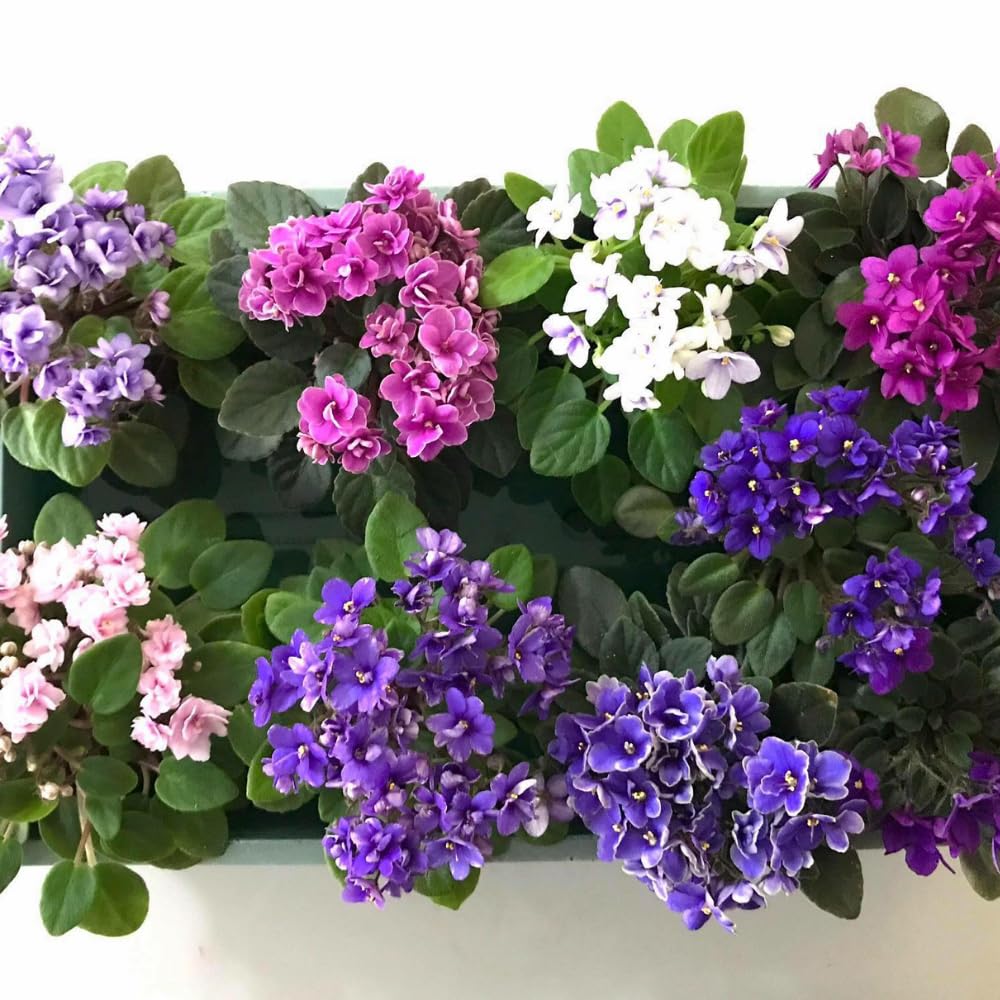 One Random African Violets Live Plant, African Violet Plant, House Plant Flower Home Decoration, 4 Inc Pot