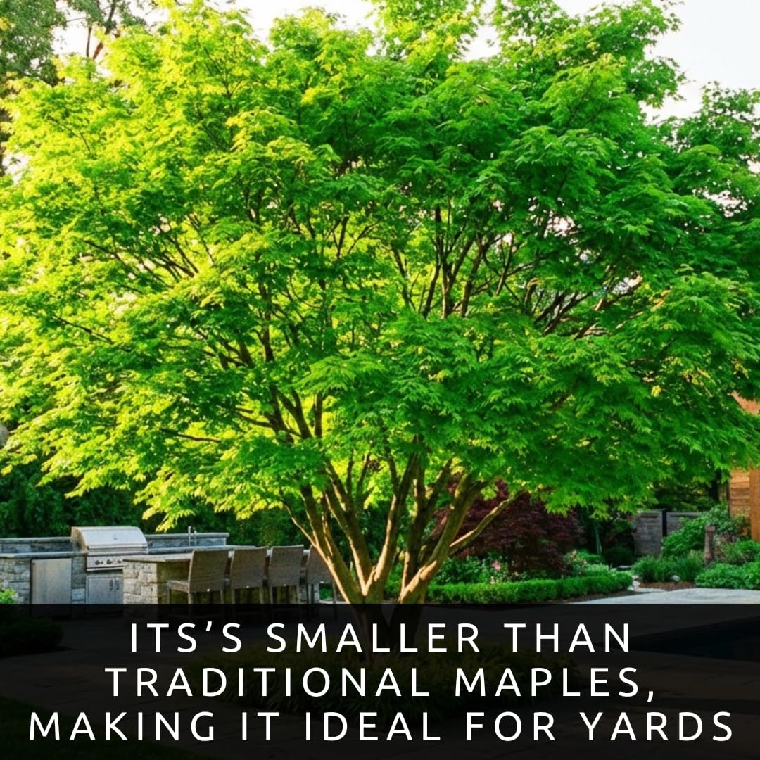 Amur Maple Tree Live Plants (Acer ginnala) – Brilliant Red Fall Foliage – Hardy Ornamental Landscape Tree – Fast Growing Compact Maple – Well Rooted Starter Sapling (1 Tree)