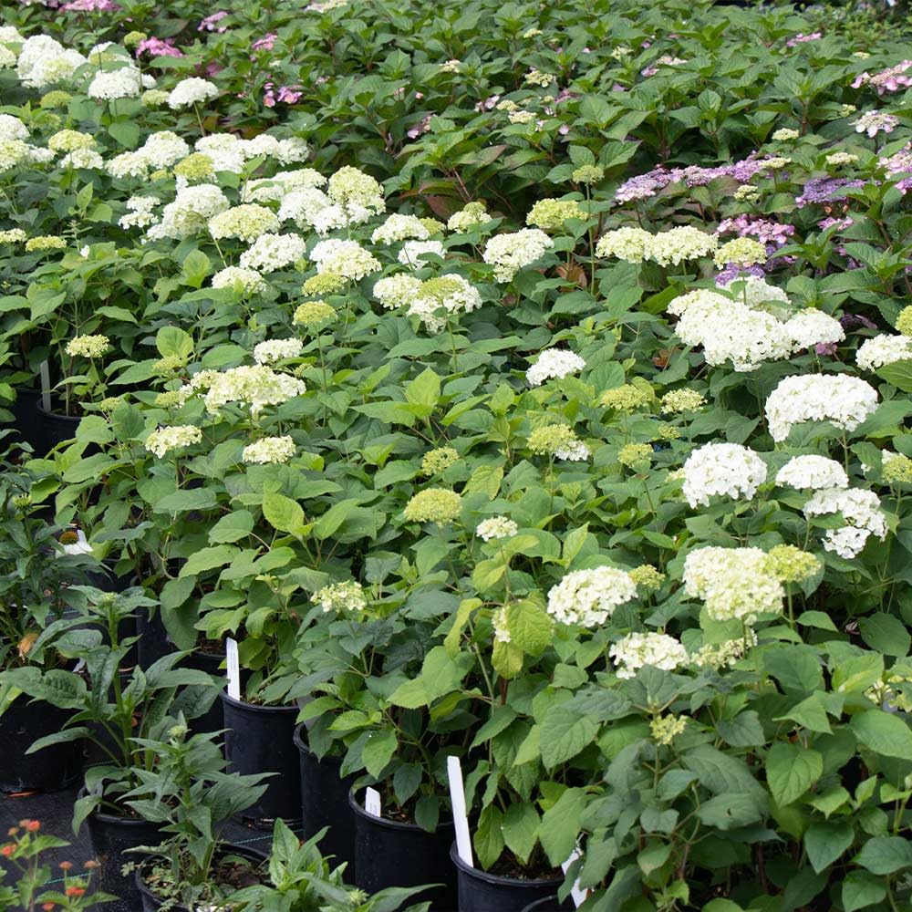 Brighter Blooms - Annabelle Hydrangea Shrub, 1 Quart - No Shipping to AK, AZ, HI