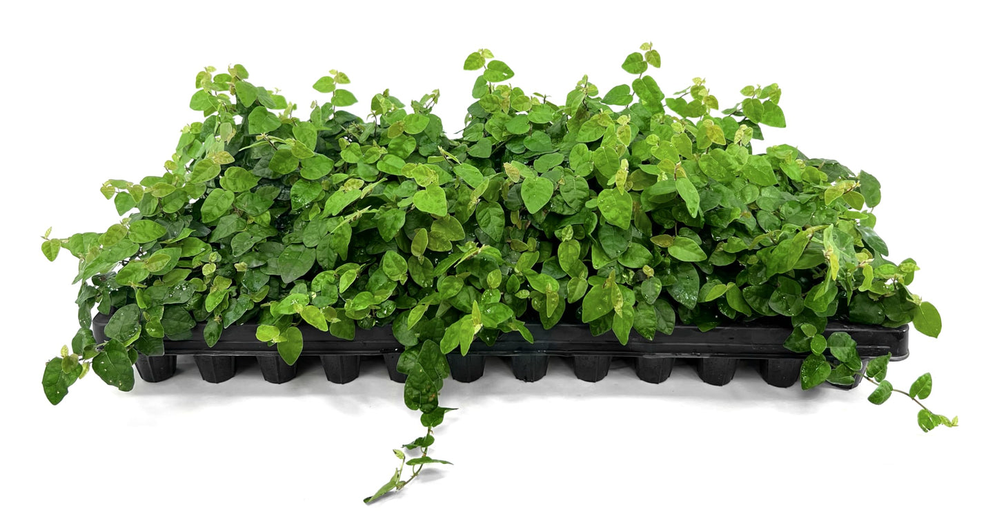 Creeping Fig Vine | 3 Live Plants | Ficus Pumila | Fast-Growing Ground Cover | Evergreen Climbing Vine for Walls & Trellises