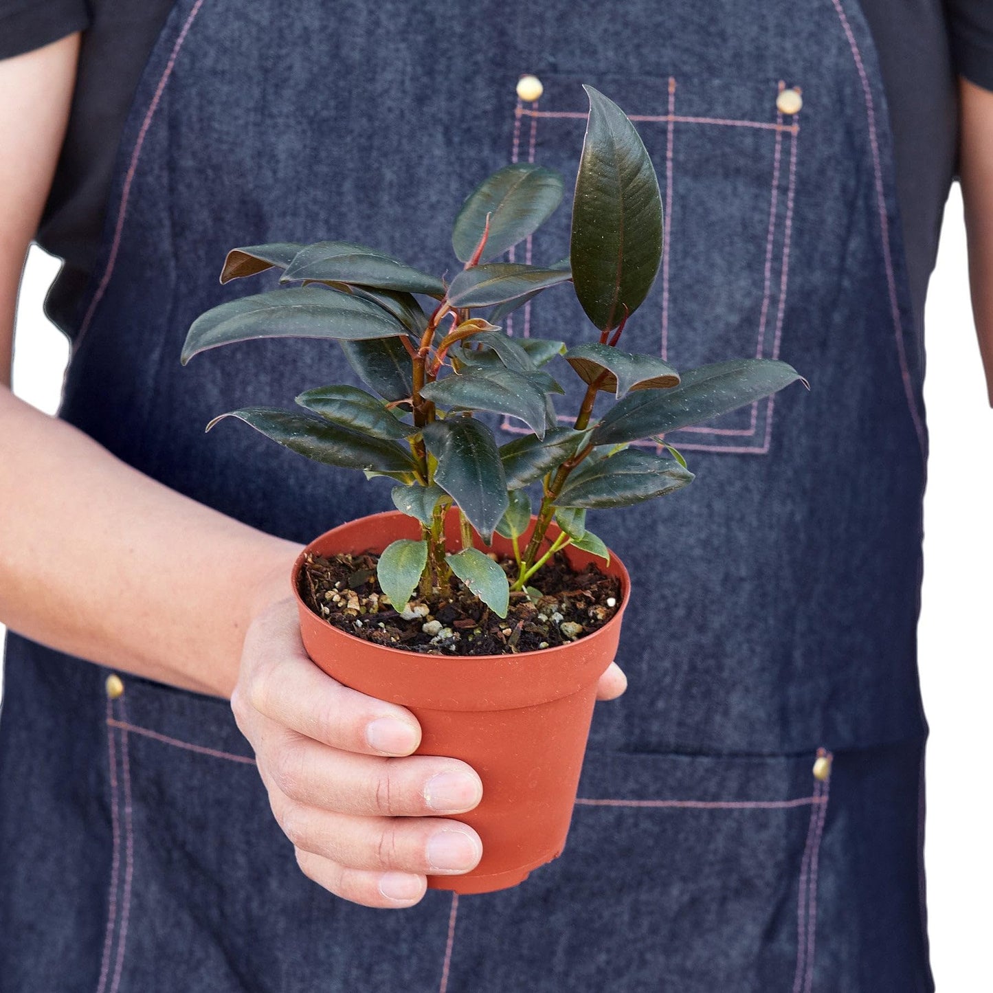 2 Pack Ficus Elastica 'Burgundy' in 4in Pot - Live Plants Tropical Houseplants | Variegated | USA Growers | The Snobby Leaf