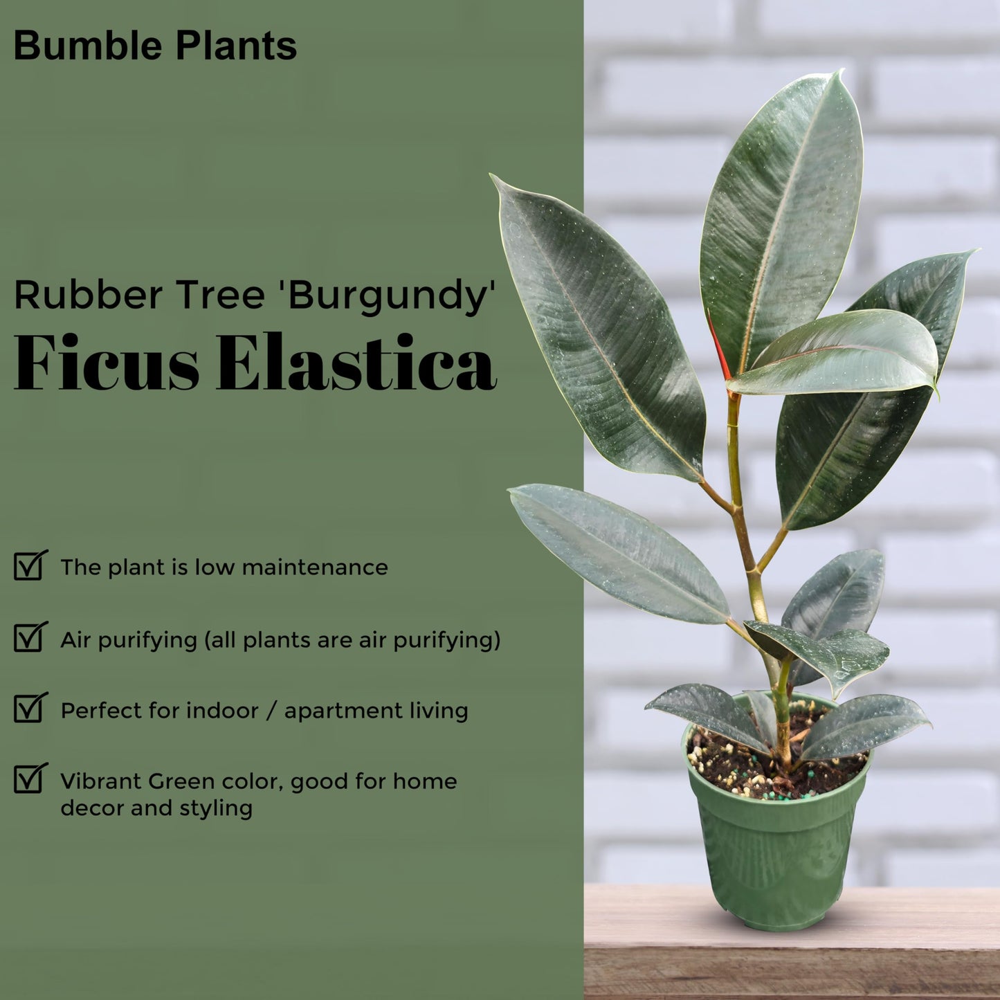 Bumble Plants Burgundy Ficus Elastica Black Rubber Plant [Winter Thermal Packaging Included] | Glossy Dark Green Leaves | Red Mid-Veins | Low Maintenance Unique Houseplants for Easy Indoor Gardens