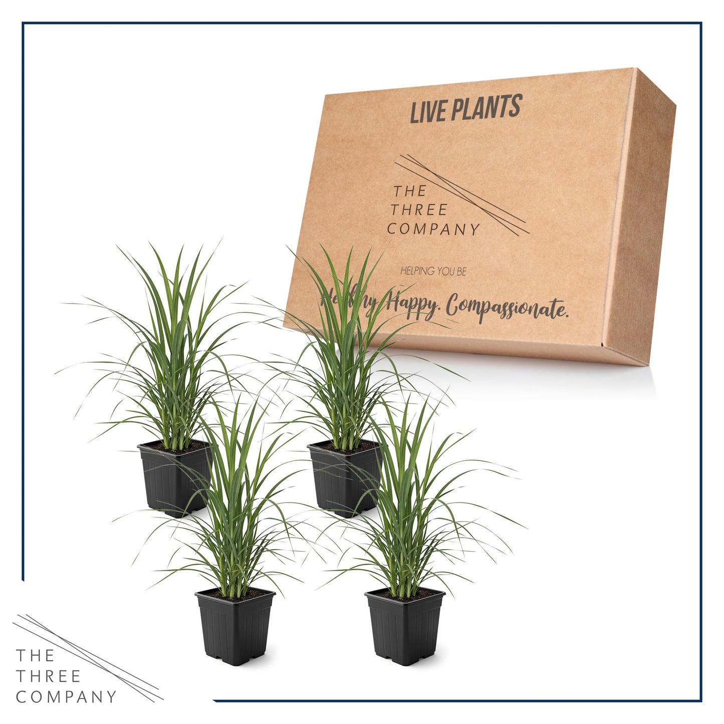 Live Ornamental Pampas Grass (Cortaderia selloana) - White (4 Pack) - Perennial Accent Plant - 10" Tall by 5" Wide in 1.5 Qt Pot