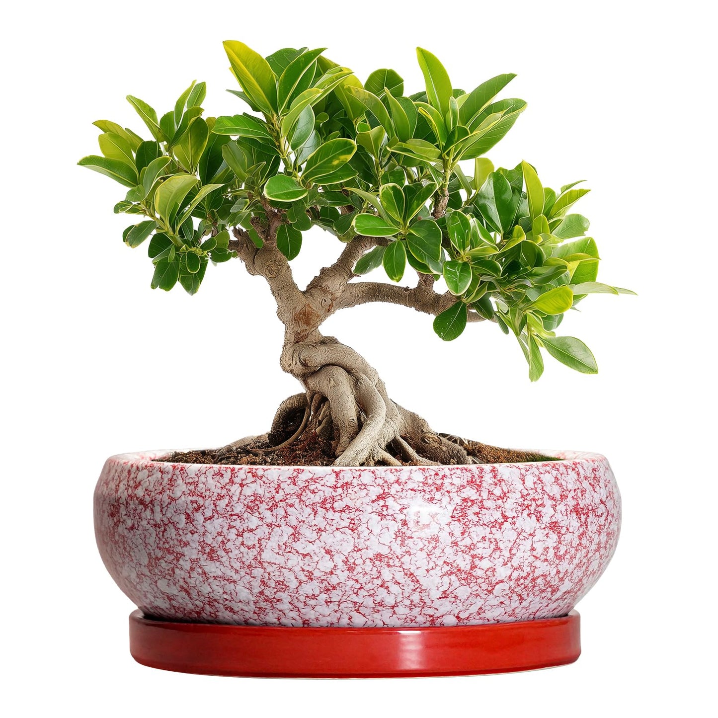 EPFamily Bonsai Pots Small - 6 Inch Ceramic Succulent Pots with Drainage Hole and Ceramic Saucer, Succulent Planters Indoor Outdoor, Shallow Round Planter, Apartment Decor, Housewarming Gifts, Red