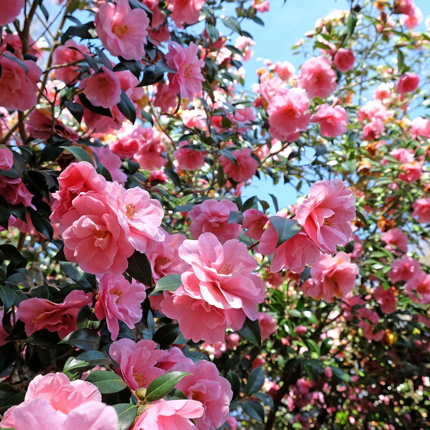 Perfect Plants Taylor's Perfection Japanese Camellia 3 Gallon Pot | Live Outdoor Flowering Shrub Plant for Garden Landscape | Pink Fall & Spring Flowers | Evergreen | Thrives in Zones 7-10