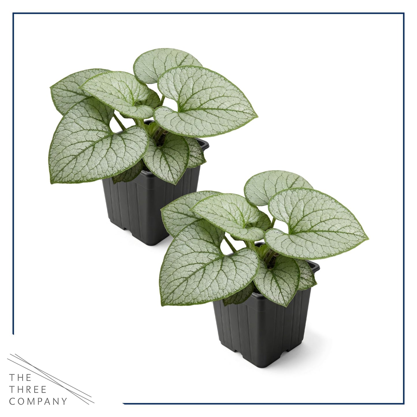 Live Brunnera 2-Pack – Silver Heart – Shade Perennial with Variegated Leaves, Blue Spring Flowers, 10” Tall, 1 Qt Pot