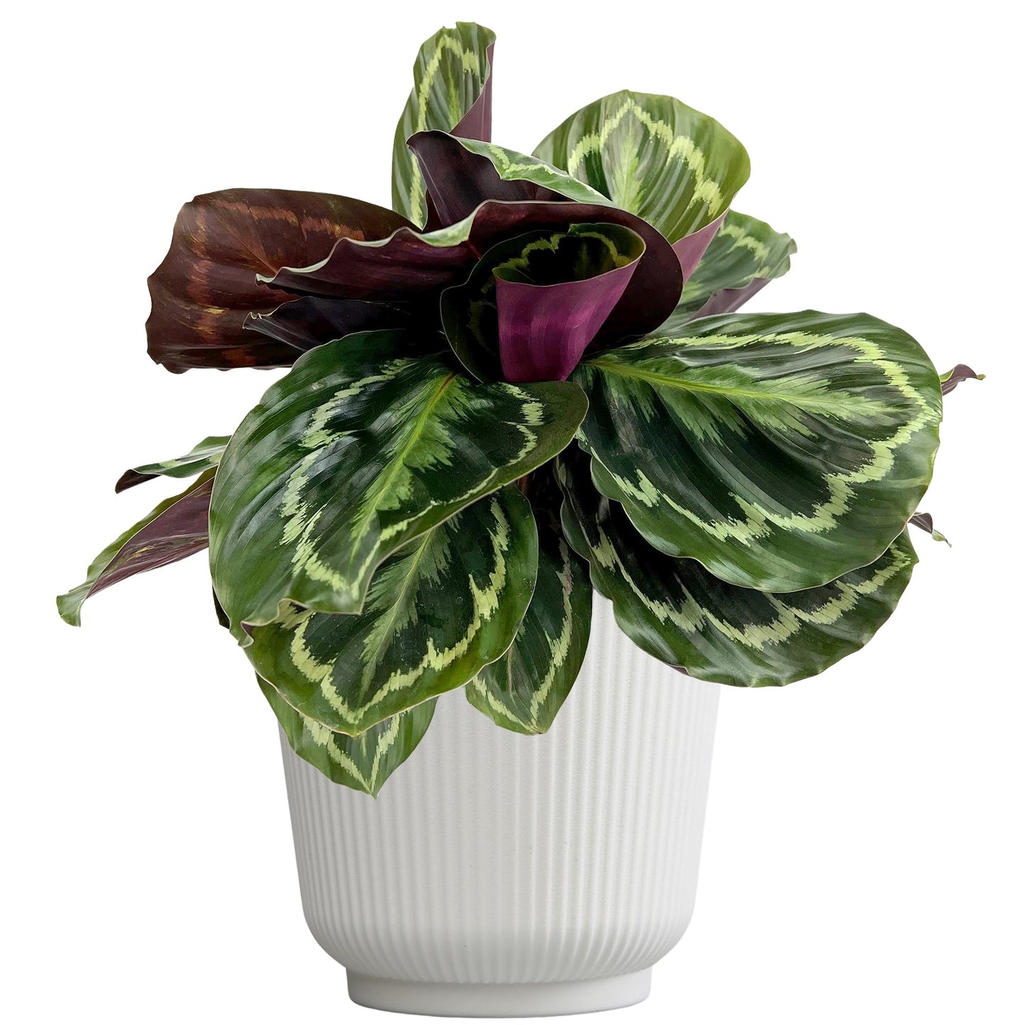 Plants for Pets Calathea Medallion, Pet Friendly Prayer Decor in 6" White Pot, Live Houseplant Gift, Cat Safe, Decorative Desk House Plants by Plants for Pets