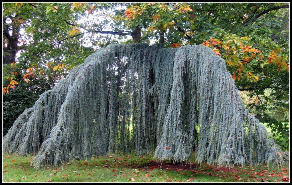Weeping Blue Atlas Cedar 3 - Year Live Tree
